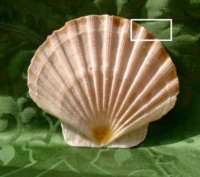 shell